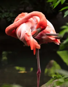 facts about animals - flamingo